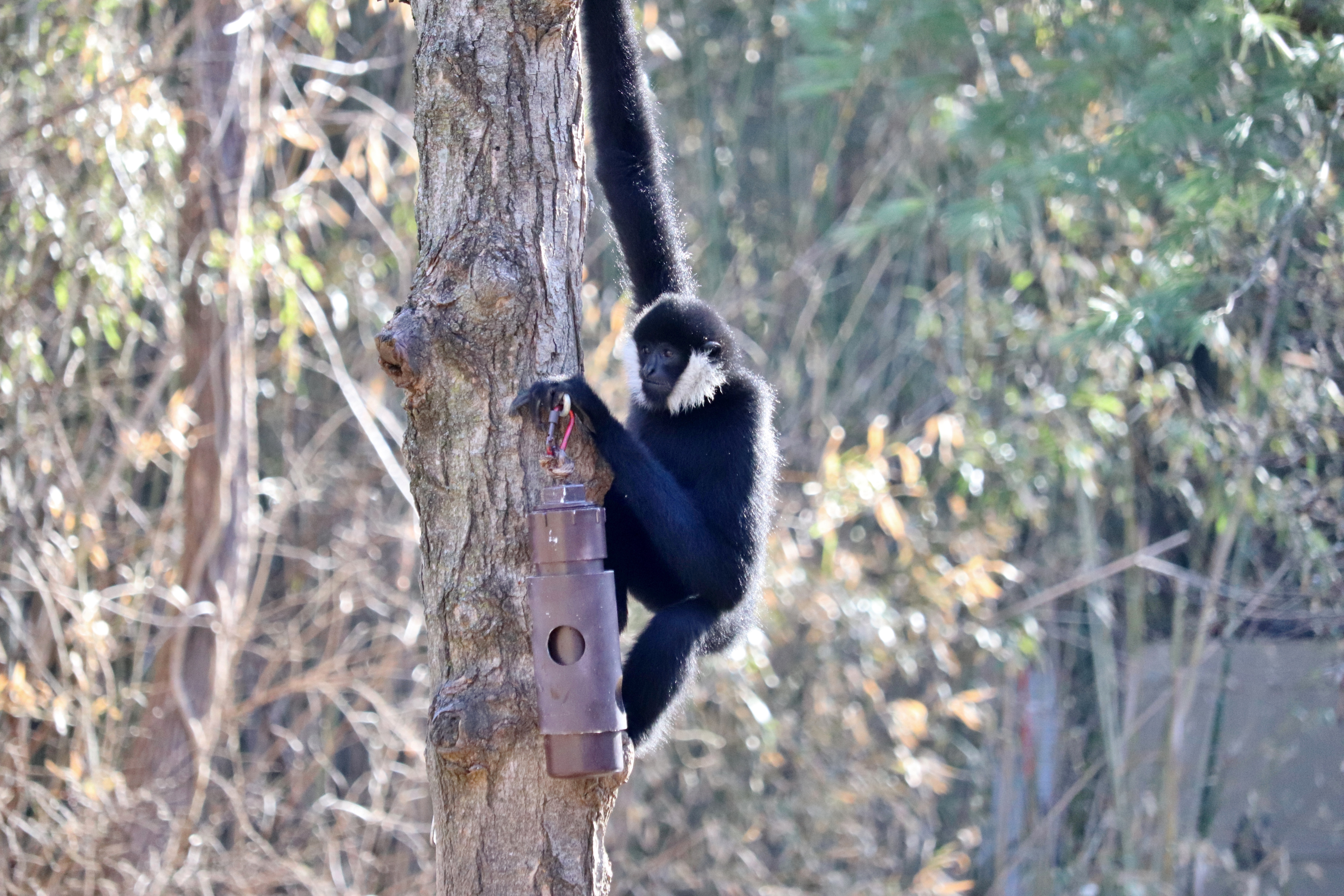 Primate Pantry